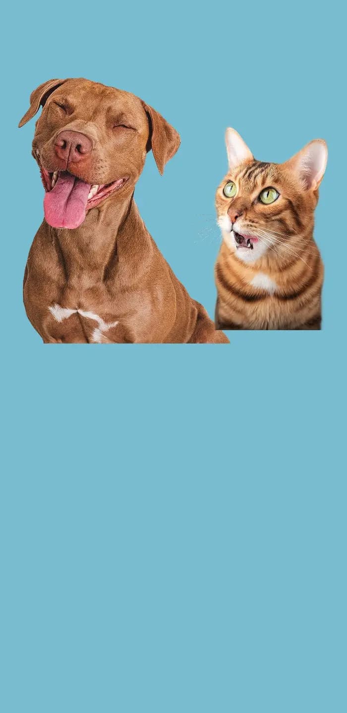 Fondo para móviles